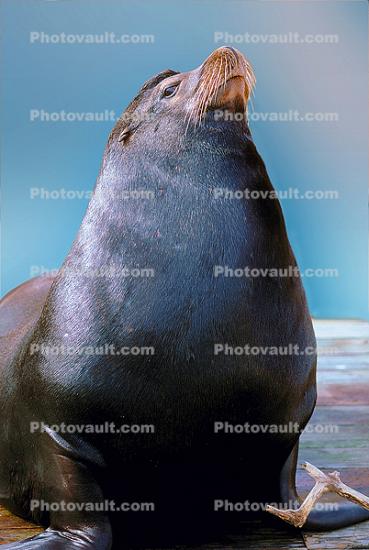 Male Harbor Seal