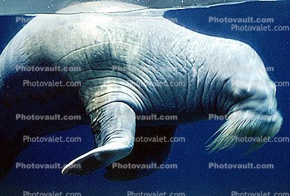 Walrus, (Odobenus rosmarus), Eutheria, Caniformia, Odobenidae, flippered marine mammal