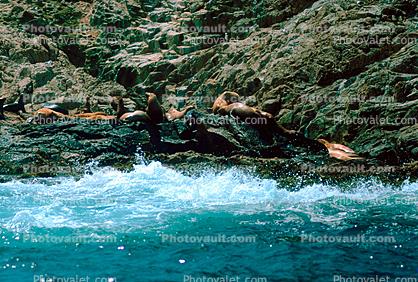 Harbor Seal Colony, cliffs, shore, shoreline, Farallon Islands, Claifornia