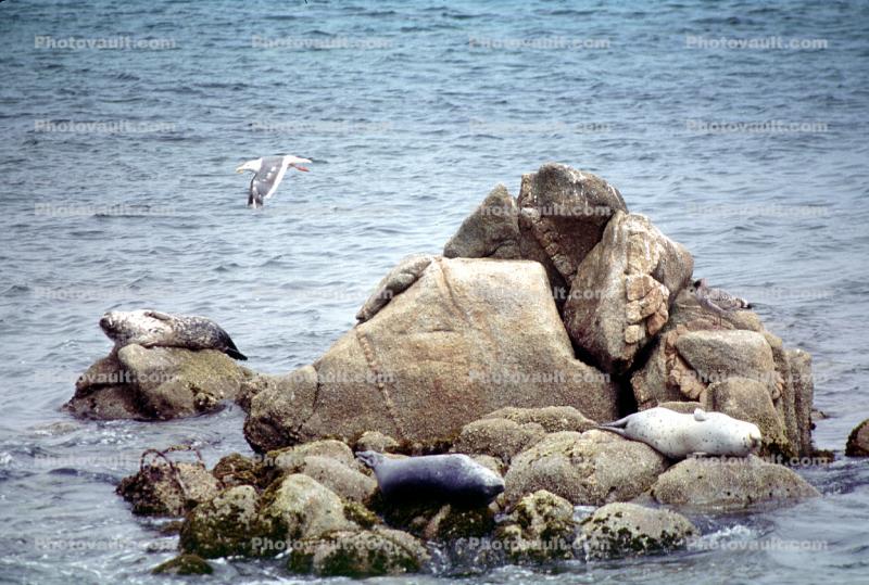 Seals basking on a Rock, Monterey