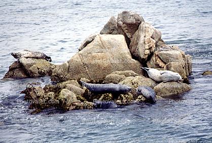 Seals Basking, Rock, Island