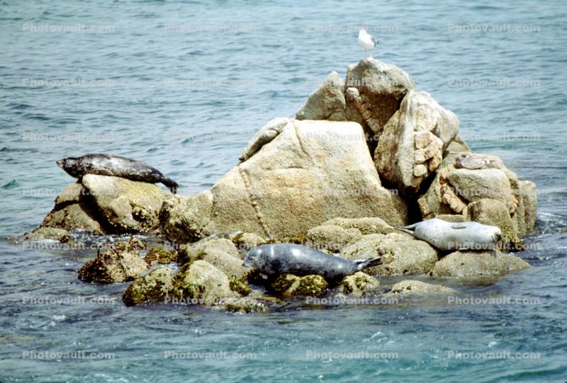 Seals basking on a Rock, Monterey
