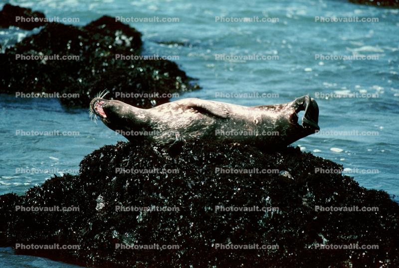 Seals basking on a Rock