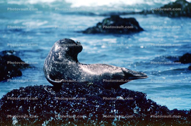 Seals basking on a Rock
