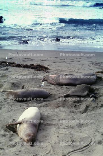 Elephant Seals, San Simeon, California, Beach, Sand