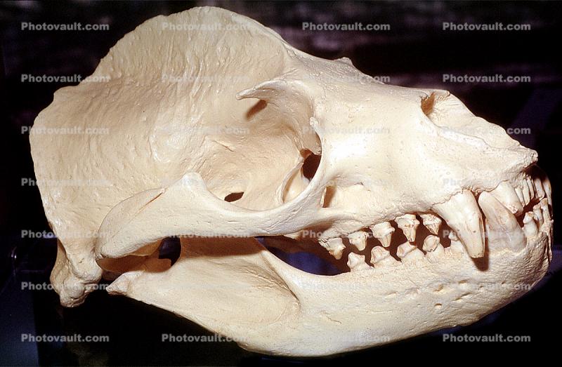Sealion Skull, Bone