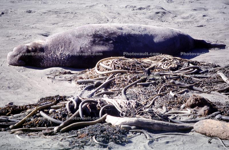 Kelp, seawead, beach, sand, Elephant Seal, (Mirounga angustirostri), Piedras Blancas elephant seal rookery