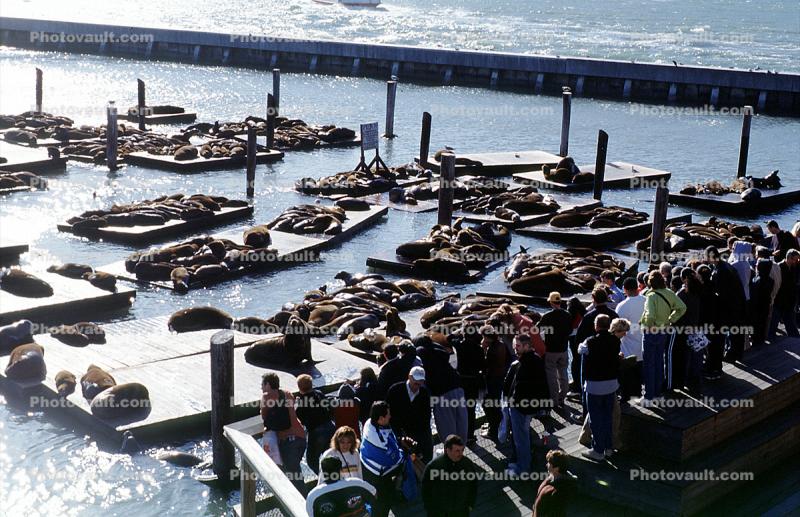 Crowds Viewing Harbor Seals