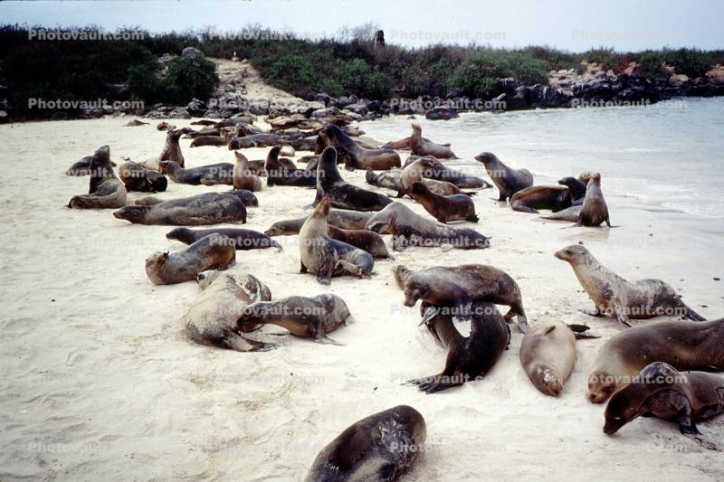 Seals, Galapagos Islands