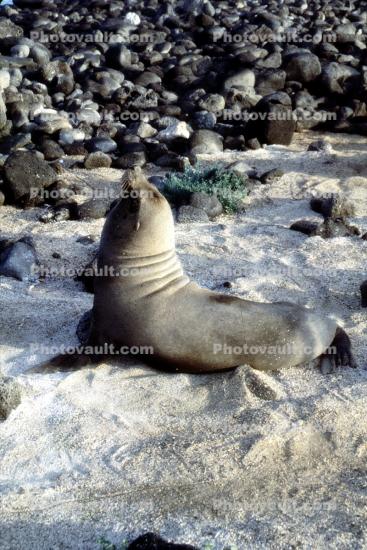 Seal at Isla Santa Fe, Galapagos Islands