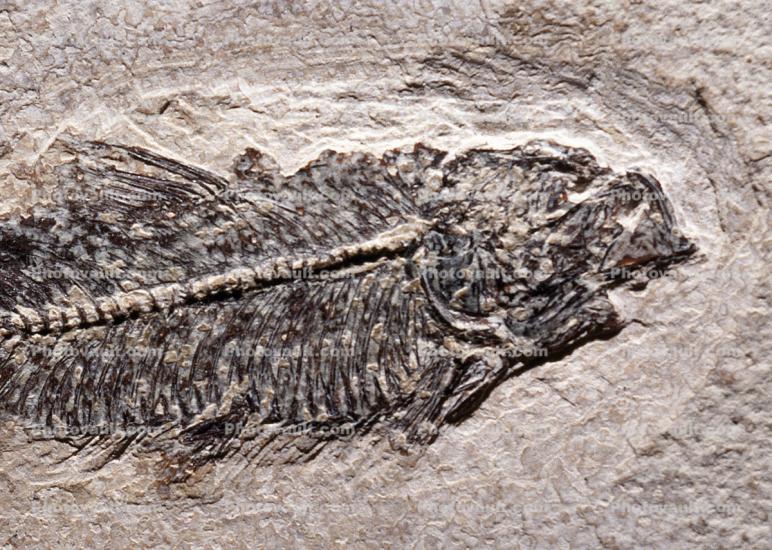 Diplomystus Fish, Fifty million years ago