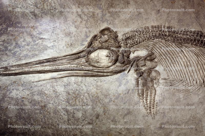 Ichthyosaurs, extinct marine reptile