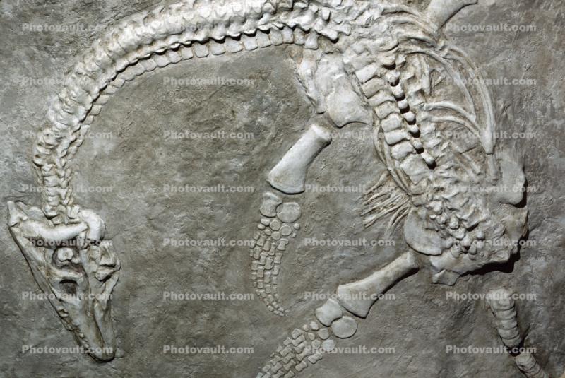 Plesiosaur, Pesiosaurus macrocephalus, 200 million years ago