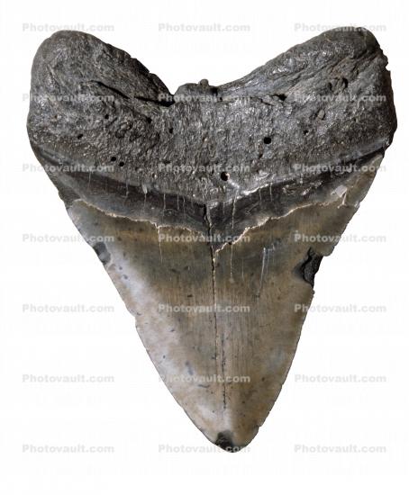 extinct shark tooth, Carcharodon megalodon, 15 million years ago, Kern County