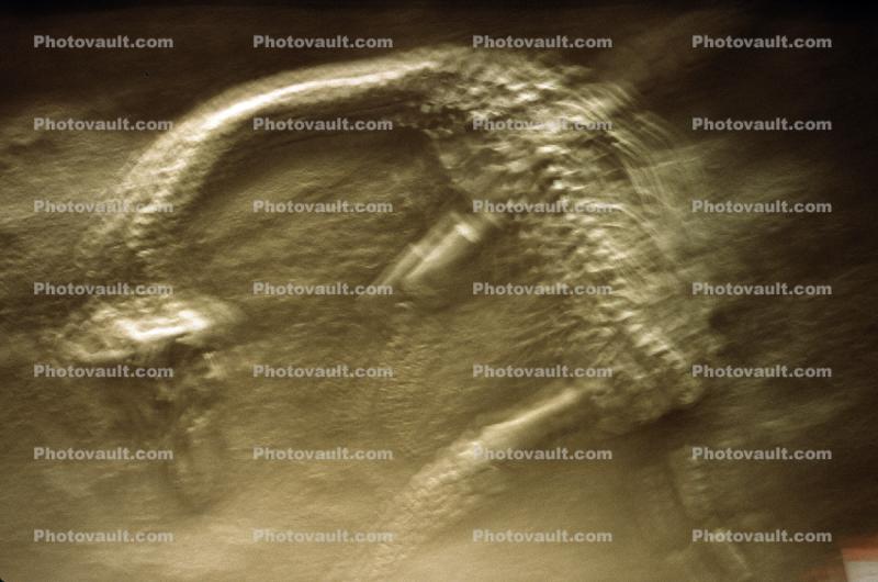 Plesiosaur