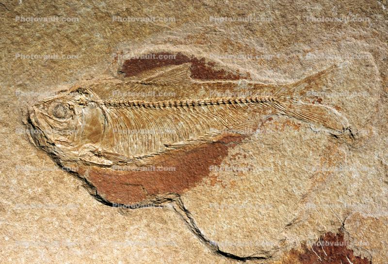 Herring, Knightia, 50 million years ago, Eocene