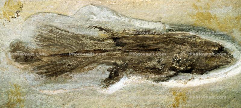 Coelacanth, Holophagus, 152 million years ago, Germny