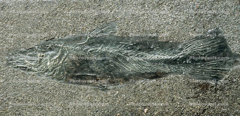 Coelacanth, Diplurus newarki, 220 million years ago, New Jersey