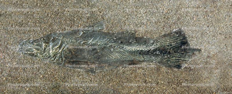 Coelacanth, Diplurus newarki, 220 million years ago, New Jersey