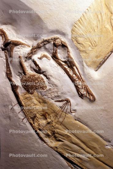 Bird (Archaeopieryx lithographico)