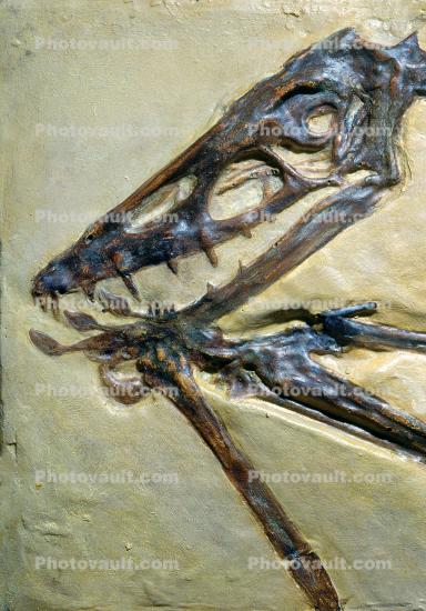 Pterosaur, Scaphognathus crassirostris, 152 million years ago, Rhamphorhynchidae, Munich