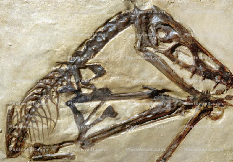 Pterosaur, Scaphognathus crassirostris, 152 million years ago, Rhamphorhynchidae, Munich