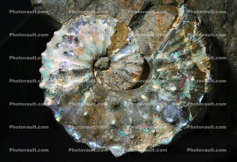 Ammonite, (Jeletzkytes nebrascensis)