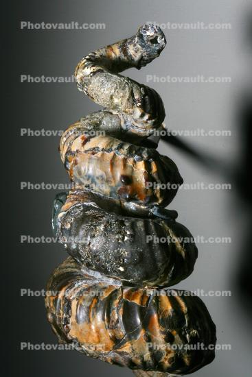 Ammonite (Placenticeras meeki)