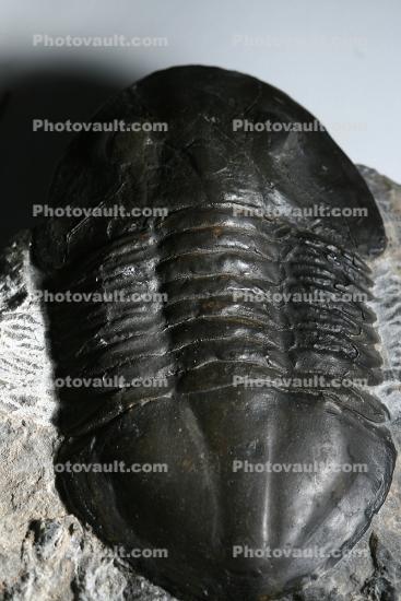Trilobite, (Protopresbynieus willdeni), arthropods