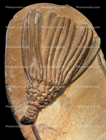 Crinoid (Dizygocrinus nodobrachiatus)