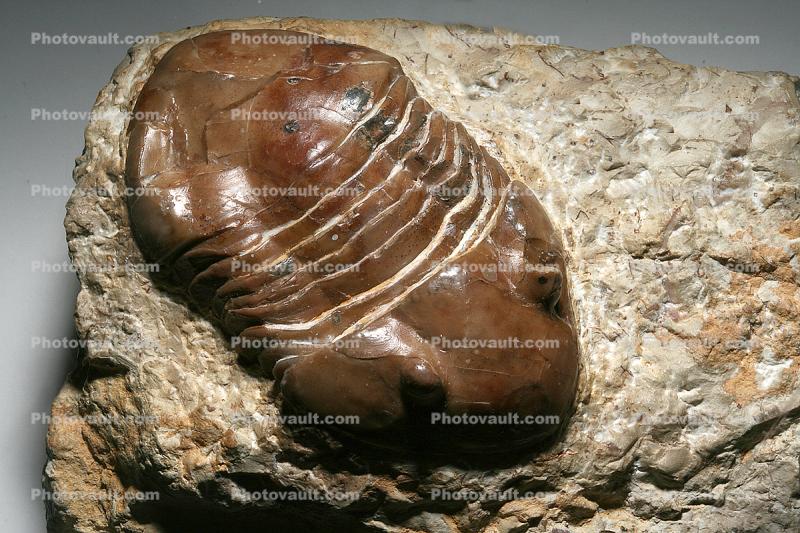 Trilobite, (Homotelus bromidensis), arthropods