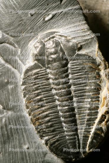Trilobite, arthropods