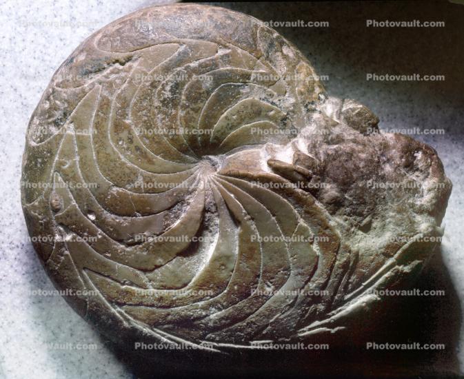 Ammonite, Ammonoid, Muenster Oceras pallidum, 340 million years ago, California