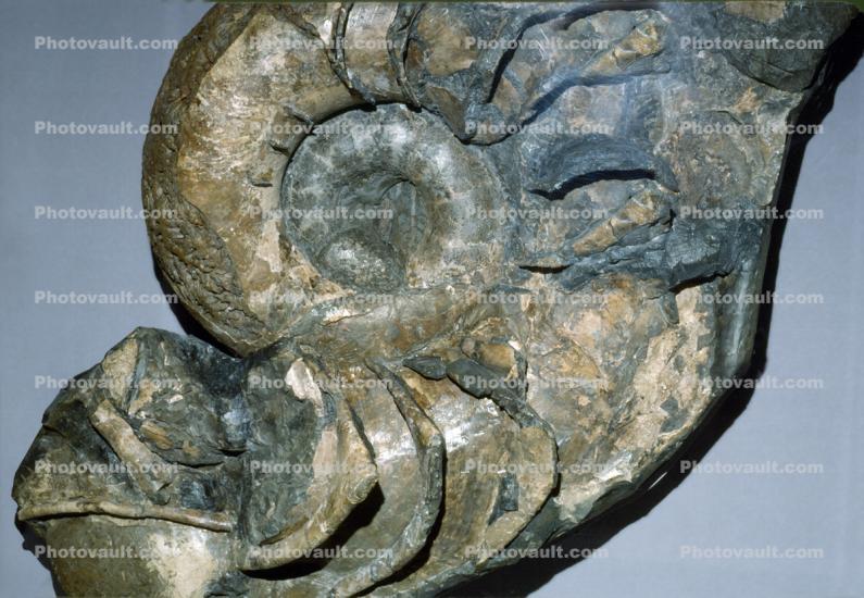 Amonite, Lytoceras, 110 million years ago, Shasta County California