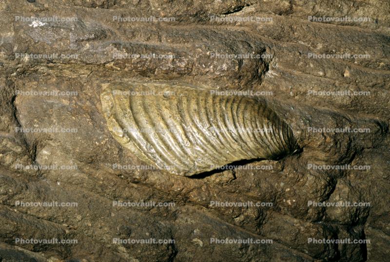 Dickinsonia costata, Clam from 6000 Million years ago, Ediacara Australia