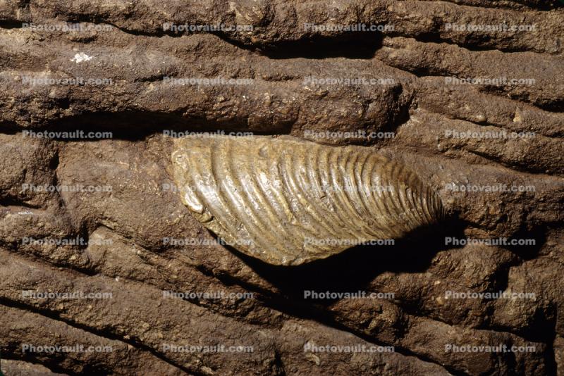 Clam, Dickinsonia costata, 6000 Million years ago, Ediacara Australia