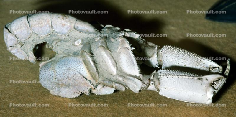 Lobster, Ghalassina squamifera, Holocene, Daly River Australia