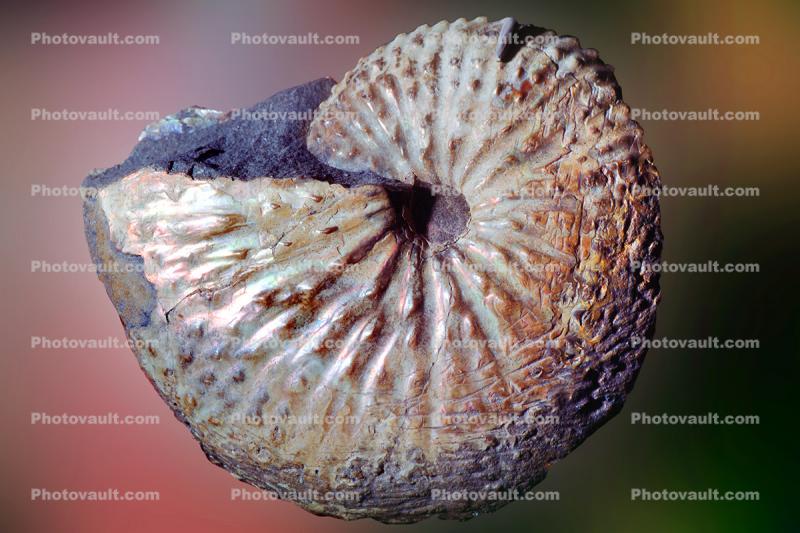 Ammonite, (Discoscaphites conradi) 70 Million Years Ago, Nautilus