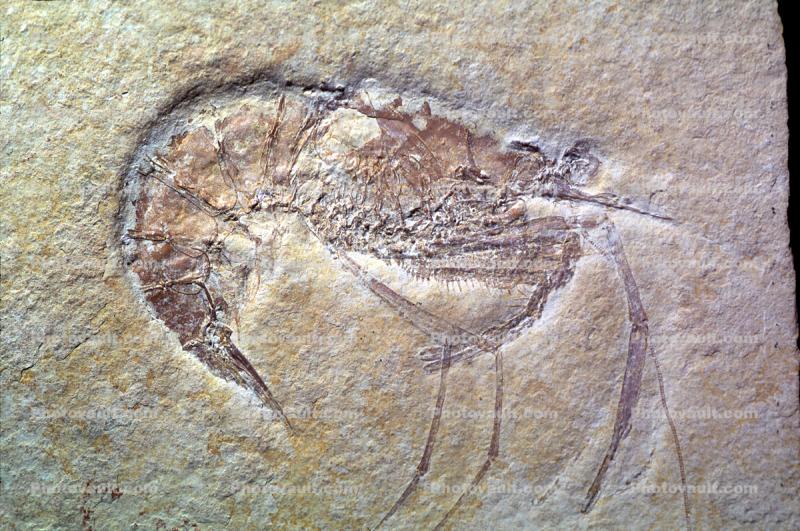 Lobster, prawn, arthropods, 152 Million Years Ago