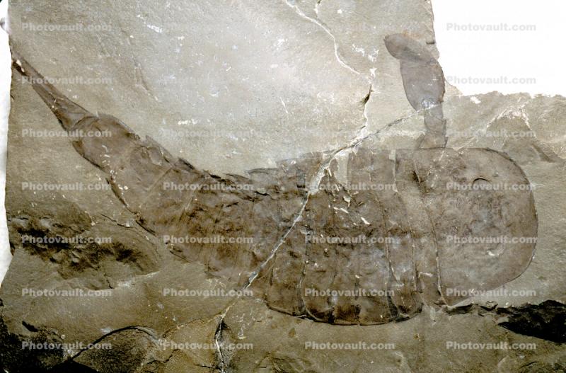 Sea Scorpian, Eurypierus, 415 million years ago, New York