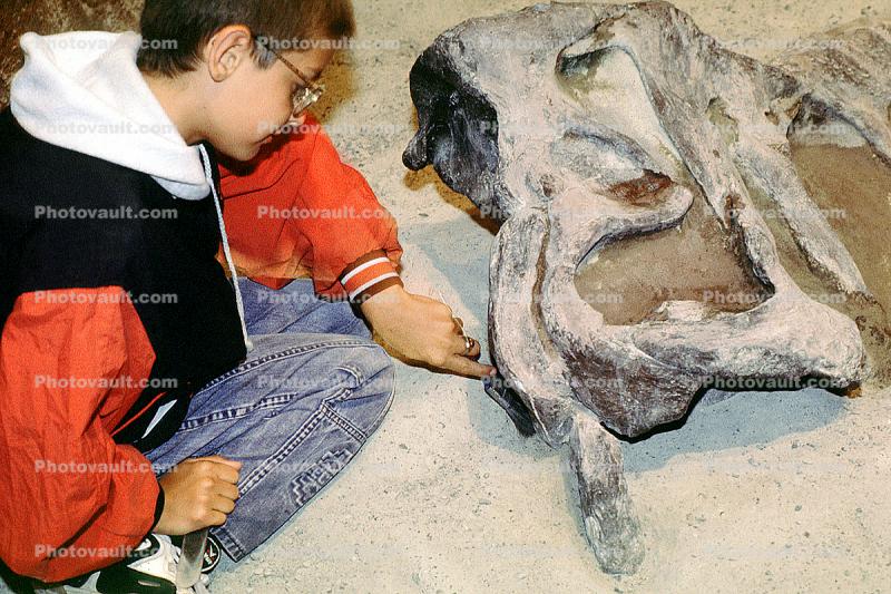 hands-on exhibit, boy paleontologist