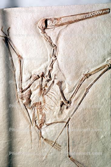 Pterosaur fossil, (Pterodactylus kochi)