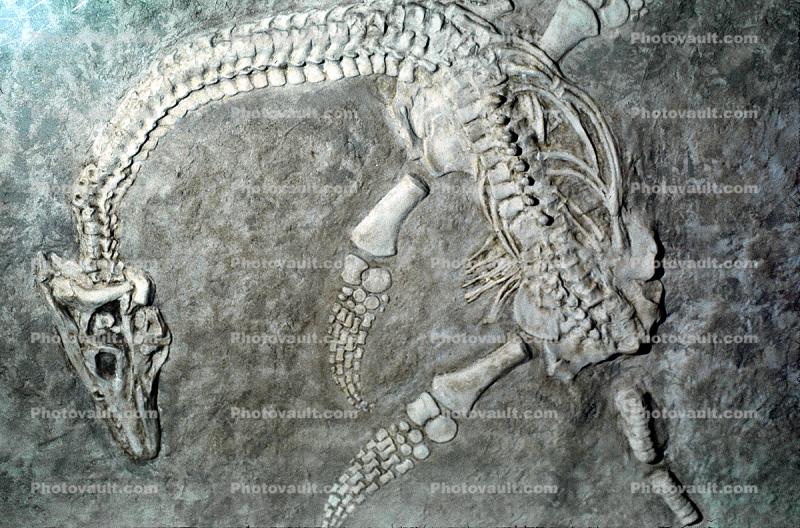 Plesiosaur, Fossile, Bones, fins