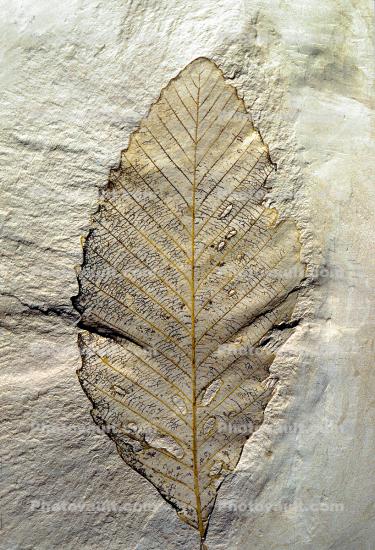 Oak Leaf Fossil, Quercus, 15 million years ago