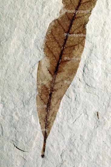 Beech Leaf, Fagus, 15 million years ago