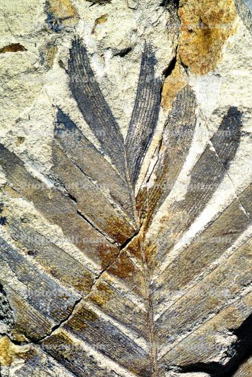 Cycad, Cycas, 50 million years ago