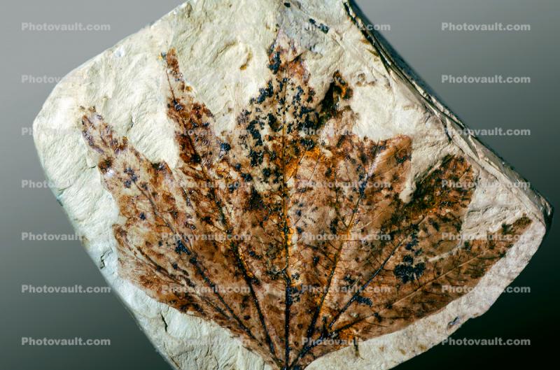 Sycamore Leaf, Macginitin, 50 million years ago