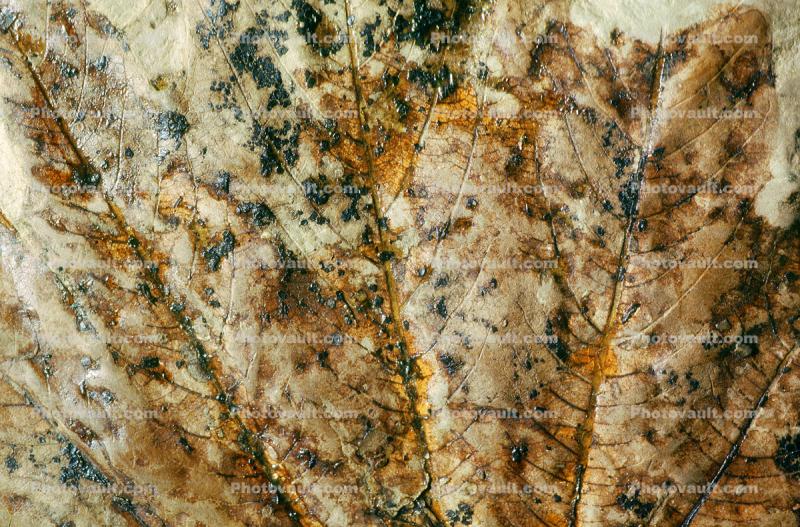Sycamore Leaf Fossil Close-up, Macginitin, 50 million years ago
