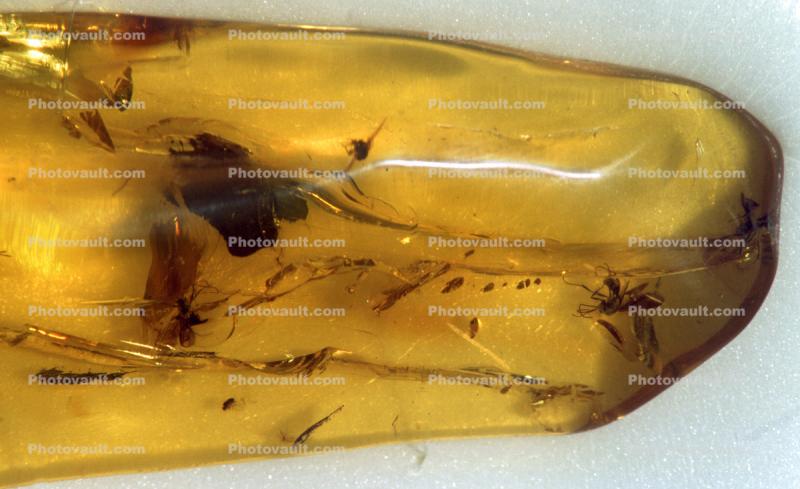 Insect in Amber, Five million years old