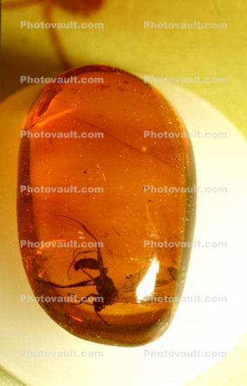 Winged Male, Ponerinea, Insect in Amber
